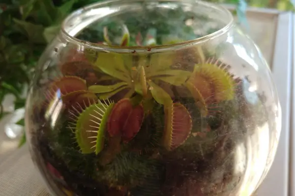 Passo a Passo para Montar o Terrário Perfeito para sua Planta Carnívora