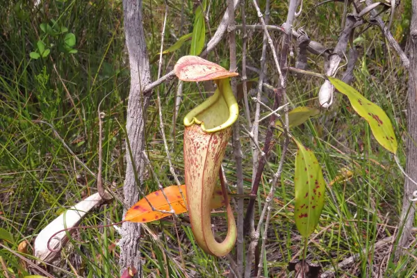 Como Identificar e Tratar Problemas Comuns nas Plantas Carnívoras