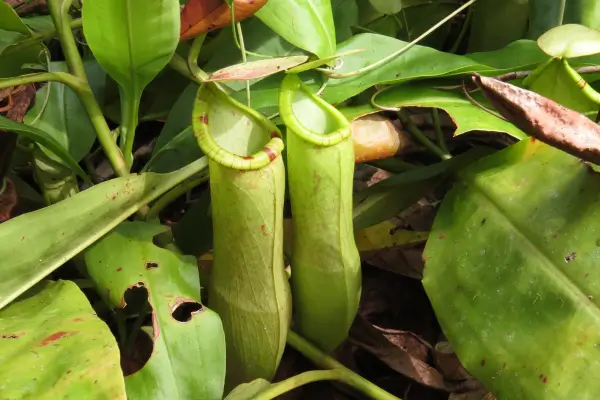 A Água Certa para sua Planta Carnívora Por que a Torneira Pode Ser Perigosa