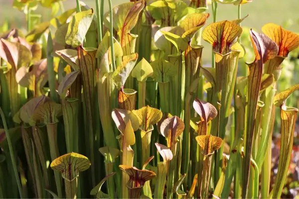 Top 7 Espécies de Plantas Carnívoras para Colecionadores Iniciantes