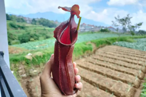 Iluminação Ideal para Plantas Carnívoras Sol Direto ou Luz Difusa