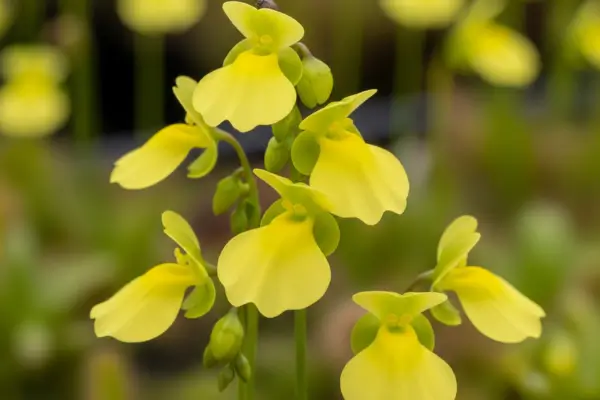 Qual Planta Carnívora Escolher e Comparativo entre as Espécies Mais Conhecidas